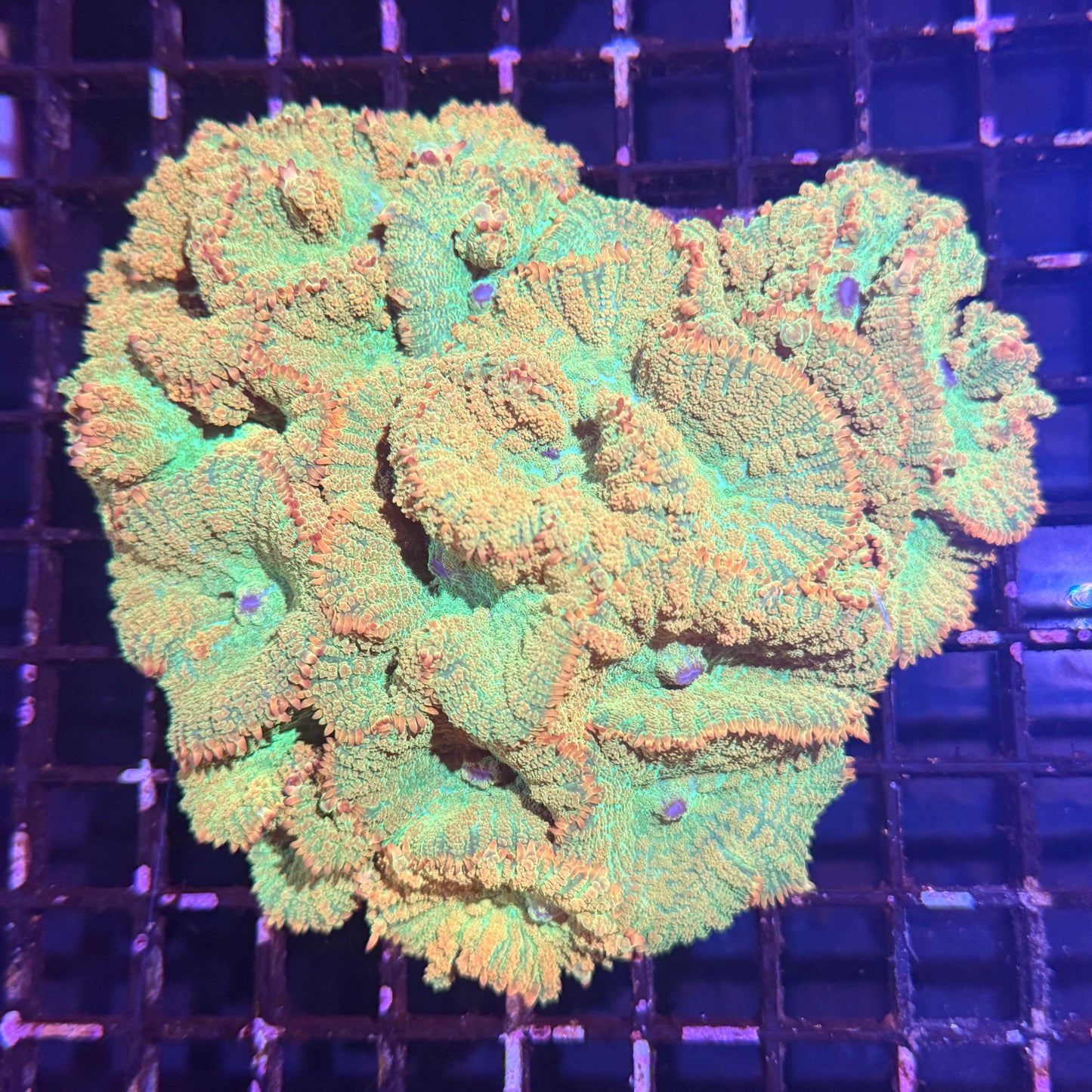 Tequila Sunrise Colony