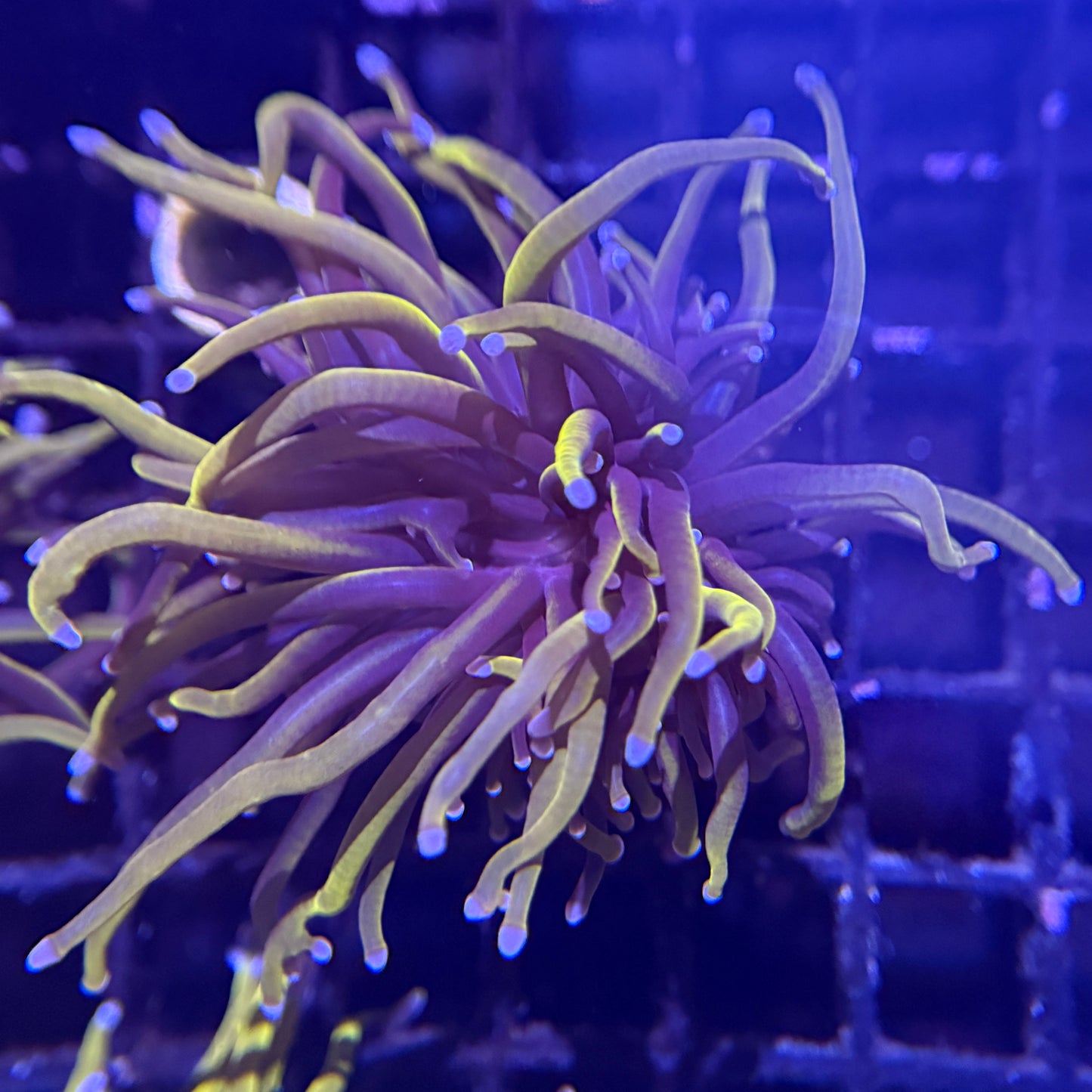 Indo 24K Gold Torch (WYSIWYG)