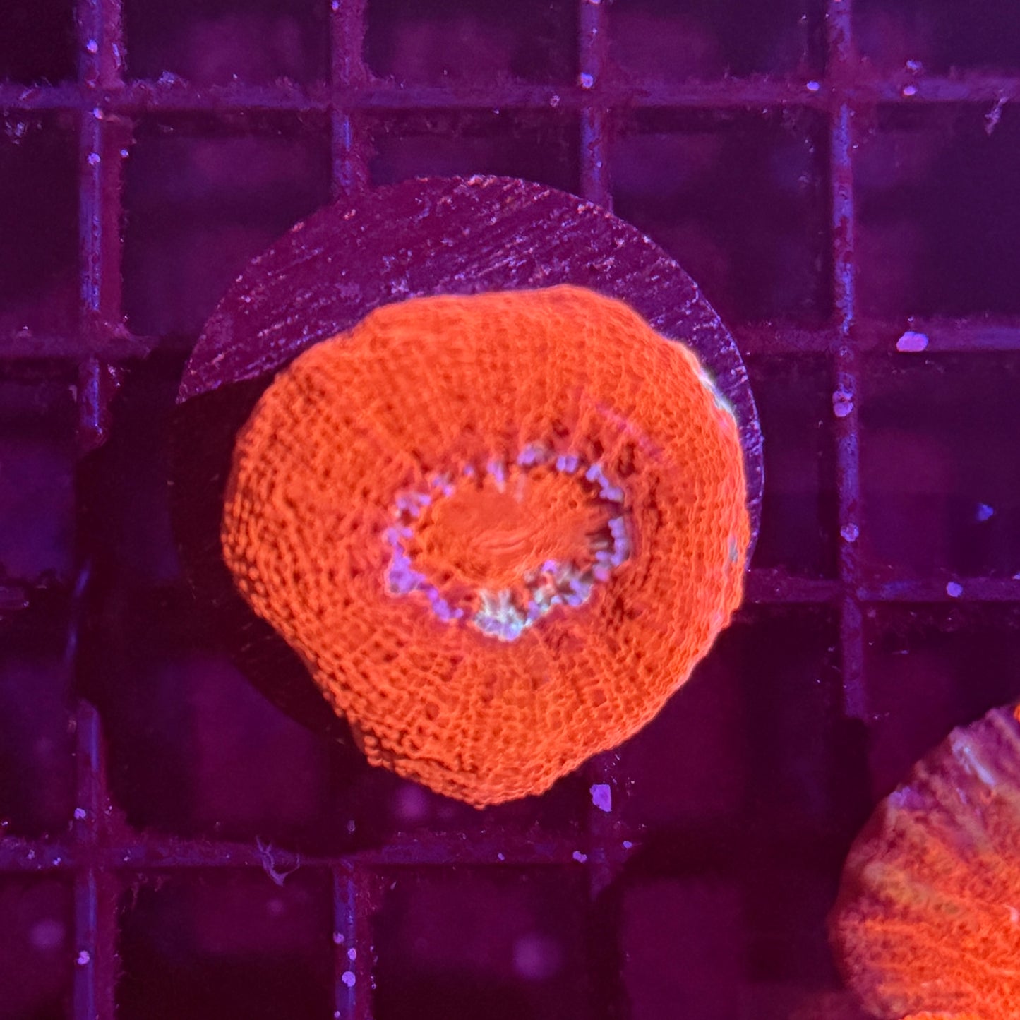 Acan Bowerbanki Frag 1 (WYSIWYG)