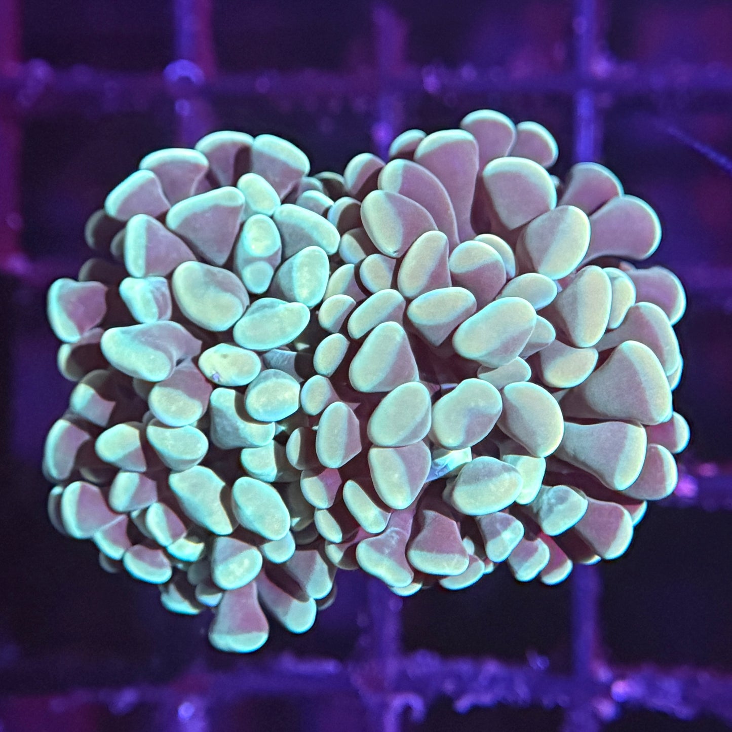 Mint Green Hammer - 4 Heads (WYSIWYG)