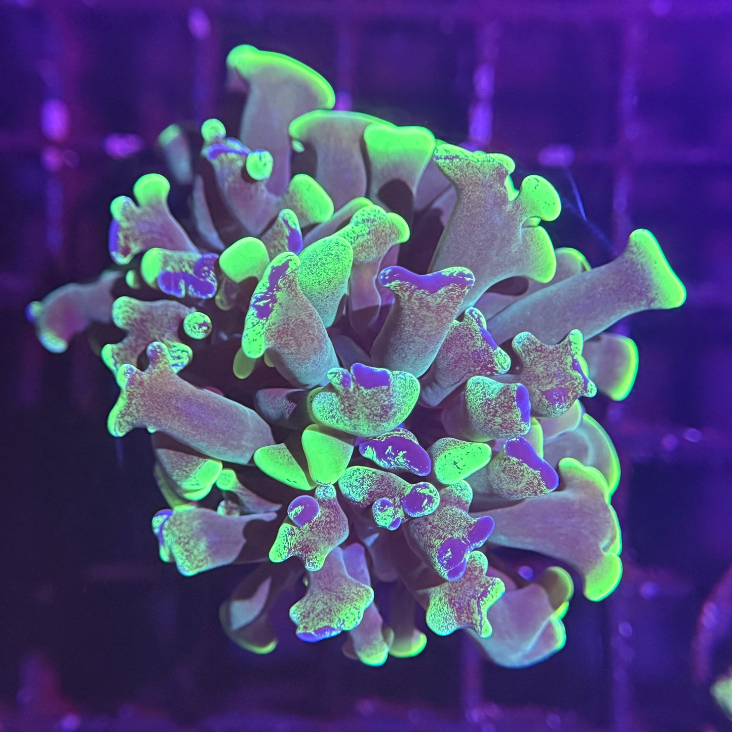 Big Head Neon Green Splatter Hammer (WYSIWYG)