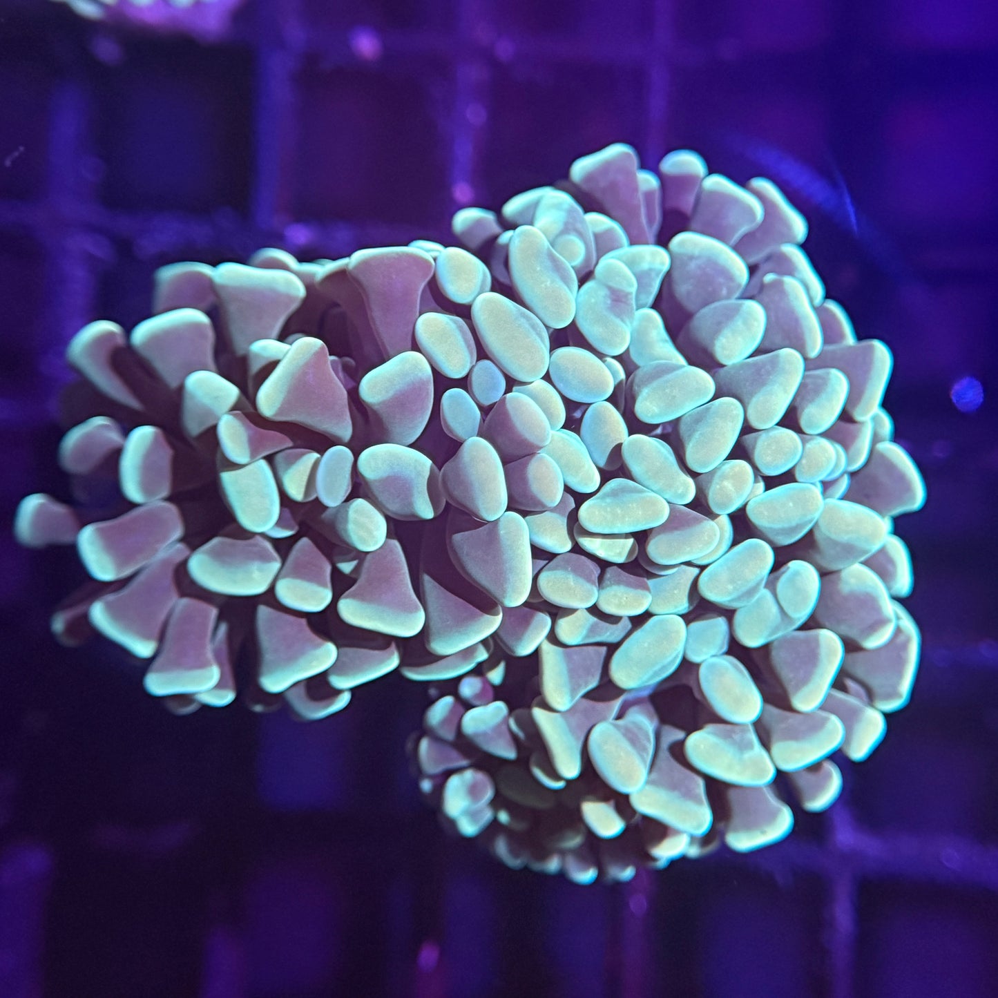 Mint Green Hammer - 4 Heads (WYSIWYG)