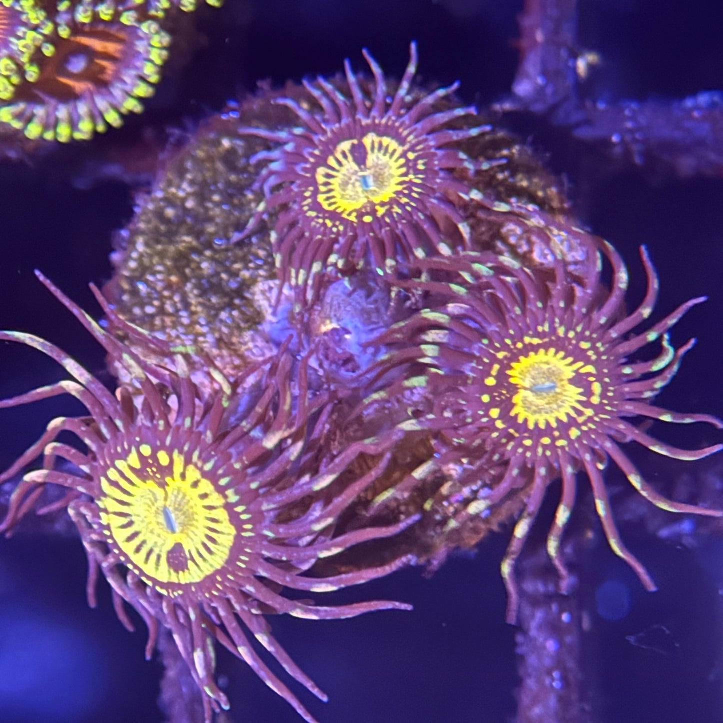 Pacman Zoa