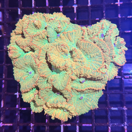 Tequila Sunrise Colony