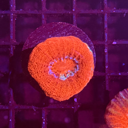 Acan Bowerbanki Frag 1 (WYSIWYG)