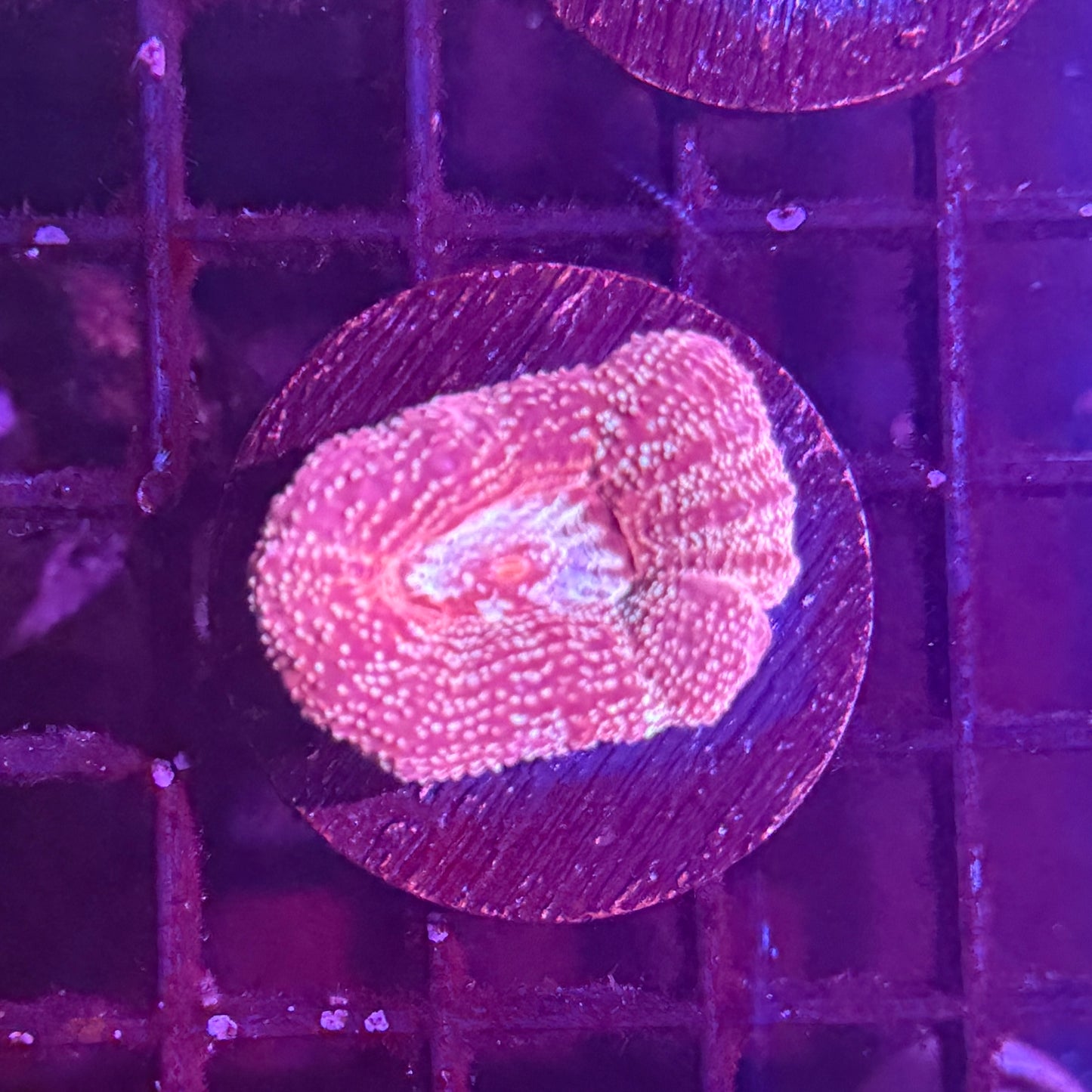 Acan Bowerbanki Frag 3 (WYSIWYG)