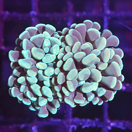 Mint Green Hammer - 4 Heads (WYSIWYG)