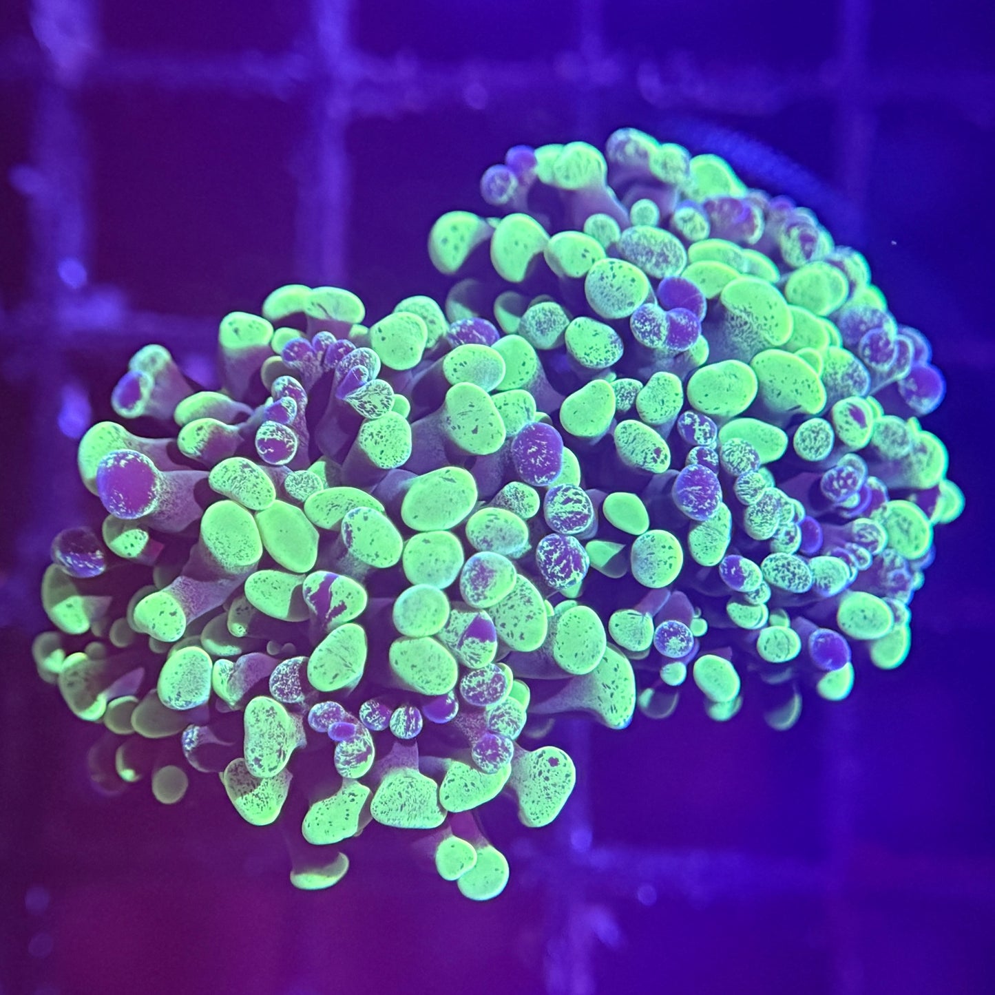 Green Splatter Hammer - 2 Heads (WYSIWYG)