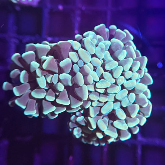 Mint Green Hammer - 4 Heads (WYSIWYG)